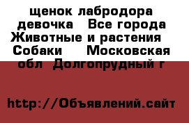 щенок лабродора девочка - Все города Животные и растения » Собаки   . Московская обл.,Долгопрудный г.